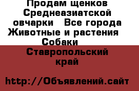 Продам щенков Среднеазиатской овчарки - Все города Животные и растения » Собаки   . Ставропольский край